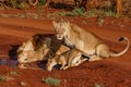 Lioness drinking with her playful cub Royalty Free Stock Photo