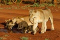 Lioness drinking with her playful cubs in Zimanga Royalty Free Stock Photo