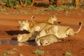 Lioness drinking with her playful cubs in Zimanga Royalty Free Stock Photo