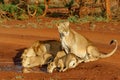 Lioness drinking with her playful cubs in Zimanga Royalty Free Stock Photo