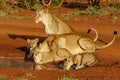 Lioness drinking with her playful cubs in Zimanga Royalty Free Stock Photo