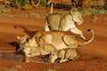 Lioness drinking with her playful cubs in Zimanga Royalty Free Stock Photo