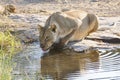 Lioness drinking (Panthera leo), Botswana