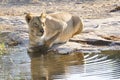 Lioness drinking (Panthera leo), Botswana