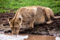 Lioness drinking