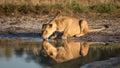 Lioness drinking, Savuti, Botswana