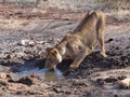 Lioness drinking water Royalty Free Stock Photo