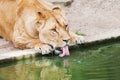 Lioness drinking water.