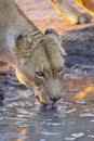 Lioness drinking water