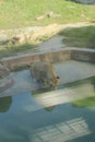 A lioness drinks from a pool of water. The animal is inside of its enclosure Royalty Free Stock Photo