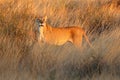 Lioness in dry grassland at sunset - Kalahari desert Royalty Free Stock Photo