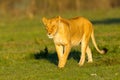 Lioness Early Morning Sunshine