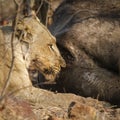 Lioness eating a dead buffalo in Kruger National park