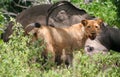 Lioness eating elephant Royalty Free Stock Photo