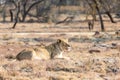 Lioness eating her dinner. South Africa Royalty Free Stock Photo