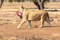 Lioness eating her dinner. South Africa Royalty Free Stock Photo