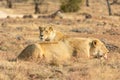 Lioness eating her dinner. South Africa Royalty Free Stock Photo