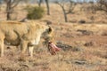 Lioness eating her dinner. South Africa Royalty Free Stock Photo