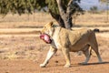 Lioness eating her dinner. South Africa Royalty Free Stock Photo