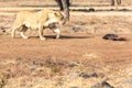 Lioness eating her dinner. South Africa Royalty Free Stock Photo