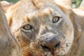 Head portrait of lioness eating