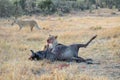 Lioness eating killed wildebeest after hunt in savannah, safari in Kenya