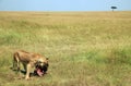 Lioness Eating a Wildebeest