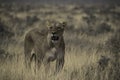 Lioness in the ethosha national park Royalty Free Stock Photo