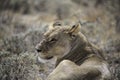 Lioness in the ethosha national park Royalty Free Stock Photo