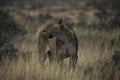 Lioness in the ethosha national park Royalty Free Stock Photo