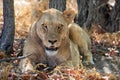 lioness in ethosha national Park Royalty Free Stock Photo
