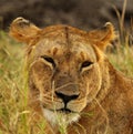 Lioness in the evening light, Masai Mara Royalty Free Stock Photo