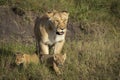 Lioness with face covered in flies walking with her two baby cubs in Masai Mara in Kenya Royalty Free Stock Photo