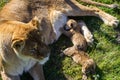 Lioness feeds its cubs in safari park