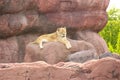 Lioness - a female lion resting in man made rock