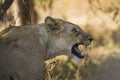 Lioness flehmen snarl Royalty Free Stock Photo
