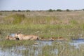 Lioness and Four Cubs Trudging through Water Royalty Free Stock Photo