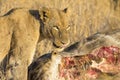 Lioness with freshly killed giraffe for breakfast