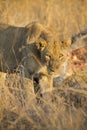 Lioness with freshly killed giraffe for breakfast