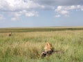 Lioness With Freshly Killed Wildebeest in Serengeti National Park, Tanzania