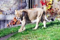 Lioness, friendly animals at the Prague Zoo. Royalty Free Stock Photo