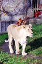 Lioness, friendly animals at the Prague Zoo. Royalty Free Stock Photo