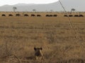 A lioness in front many buffalos Royalty Free Stock Photo