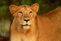 Lioness at the Gir Forest National Park Royalty Free Stock Photo