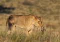 Lioness grass Royalty Free Stock Photo