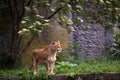 Lioness on the grass Royalty Free Stock Photo