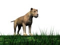 Lioness in grass