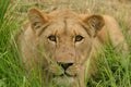 Lioness in grass Royalty Free Stock Photo