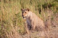 Lioness in the grass