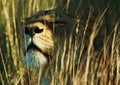 Lioness in the grass Royalty Free Stock Photo